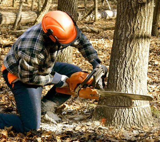 Tree Removal in Sparland, IL